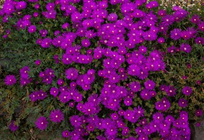windsor_savill_garden_june_2014