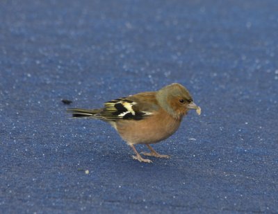 24837_Chaffinch.jpg