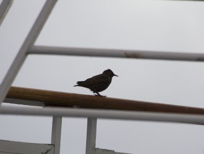 24852_Starling.jpg