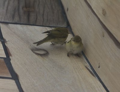 24903_Willow Warblers.jpg