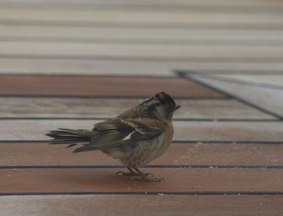 24914_Brambling.jpg