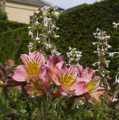 27059_Biddulph Grange.jpg