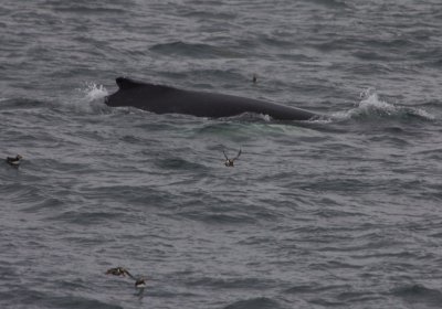 27961_Humpbacked Whale and Puffins.jpg