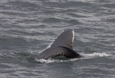 27981_Humpbacked Whale.jpg