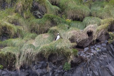 28225_Puffin.jpg