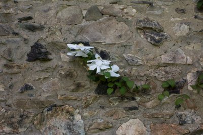 28829_Stonywell.jpg