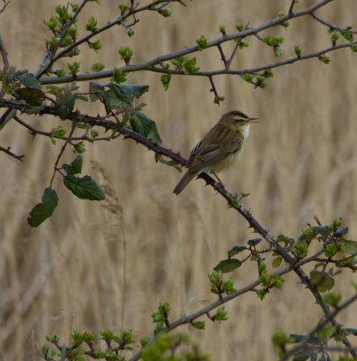 00843_Sedge Warbler.jpg