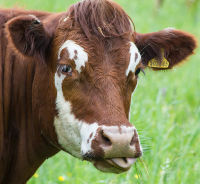 31135_Heifer.jpg