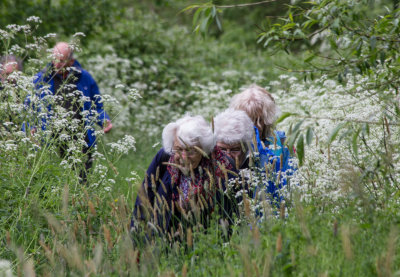 31136_Undergrowth.jpg
