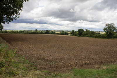 32065_Manor Oak.jpg
