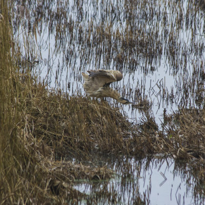33750_Bittern.jpg