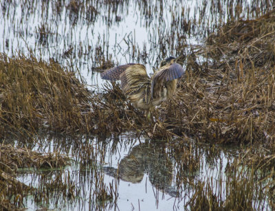 33759_Bittern.jpg