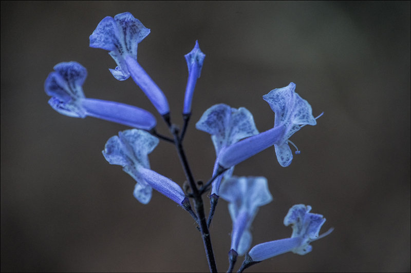 Purple Macro.