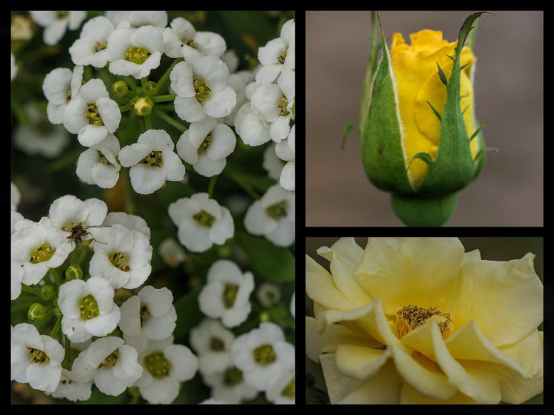 yellow and white macros.jpg