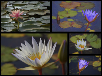 The Beautiful Lotus.jpg