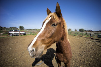 Portrait of a horse.jpg