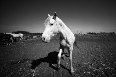 Portrait of a Horse.