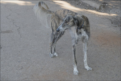 Afghan Hound.jpg