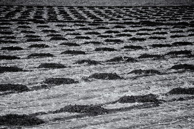 Winter Fields.jpg