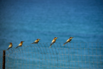 Bee-Eaters.jpg