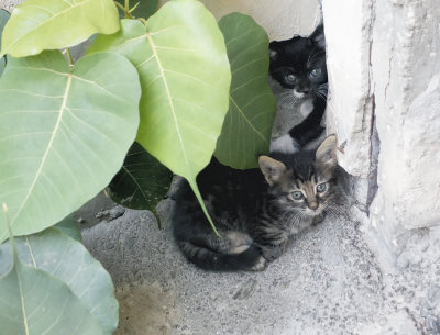 Kittens hiding.jpg
