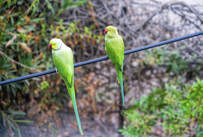 Green Parrots return