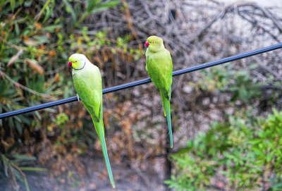 FAUNA in Israel