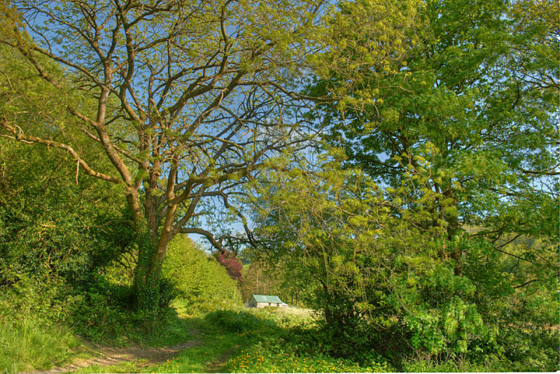 The meadow path.