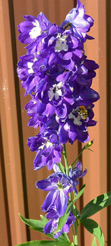 Delphinium.