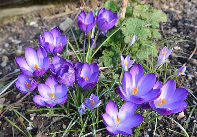 Crocus.