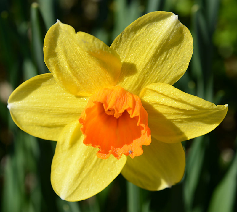 Daffodil.