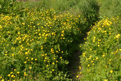 Buttercup path.
