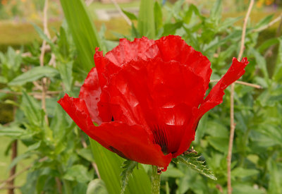Ornamental Poppy in the gardens 