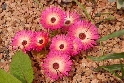 Mesembryanthemums - or Livingston Daisy