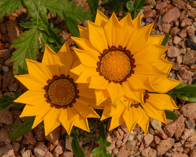 Gazania