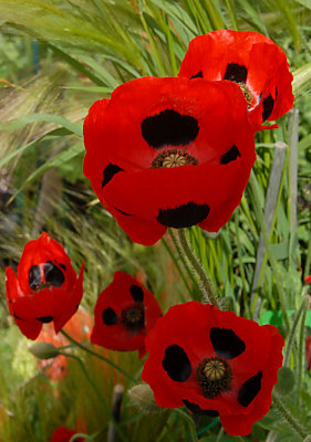 Ladybird poppy.