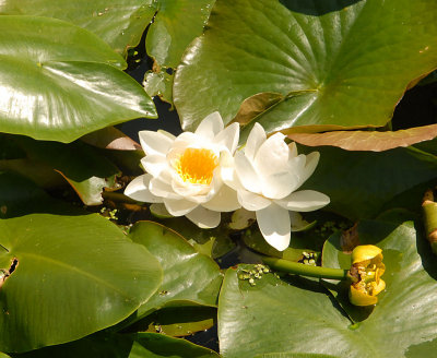 Water lilies on one of the many ponds