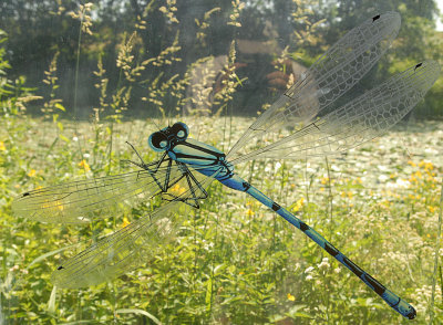 A giant dragonfly