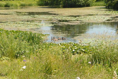 A Canada geese family