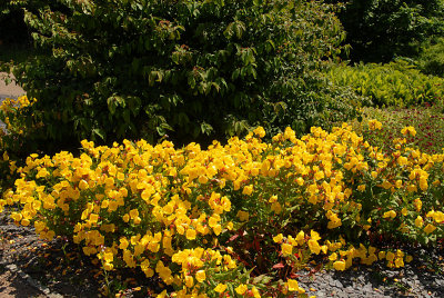 A border of yellow flowers.