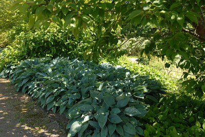 Hosta's in the shade