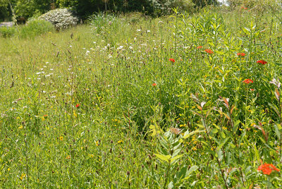 A lot of the area is left to nature, a wild meadow.