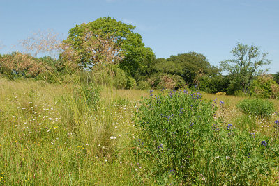More wild flowers and grasses
