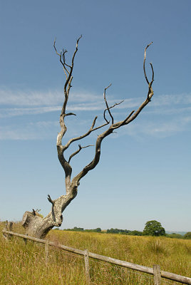 The dead tree from another angle.