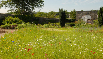 A meadow in the walled garden