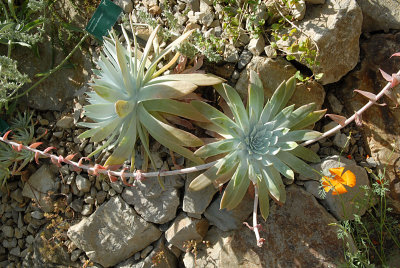 Large Cactus