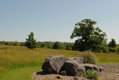 Trees and rocks