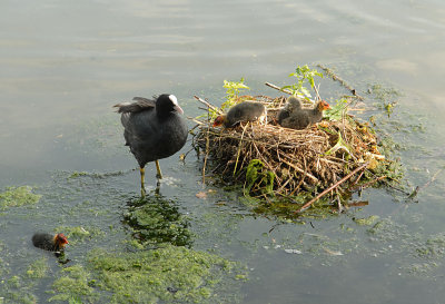 A Coots nest and chicks.