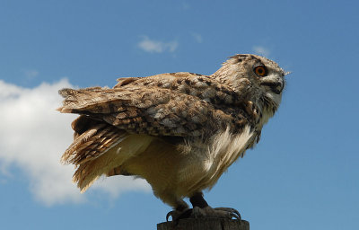 Eagle Owl at Thorpe Perrow.