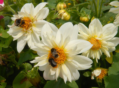 Bees on the Dalhias.